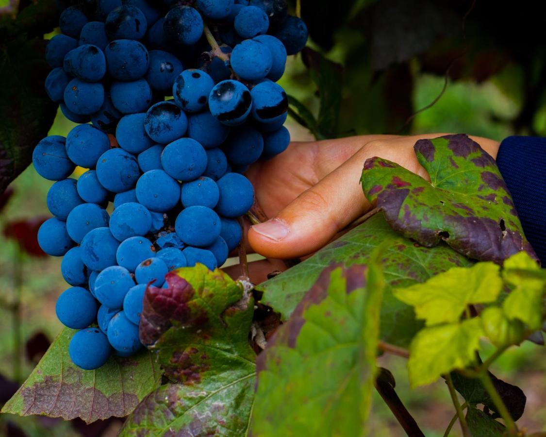 Quinta Do Tapadinho - Wine & Tourism Villa Moimenta Dış mekan fotoğraf